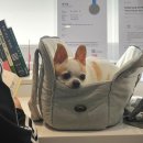 사임당로 106 | 서울동물심장병원 서동심 치와와 메리의 심장병 기록