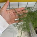 실내 식물 인테리어🌱 : 아스파라거스 내돈내산 후기 / 공기정화 식물 / 실내에서 키우기 쉬운 식물...
