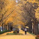 은행나무길 이미지