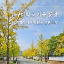 CU(진해도서관점) | [공지] 경산 대구대학교 가을 경북 단풍 은행나무 명소