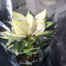 MYGREEN 스마트팜 스타터 사용후기