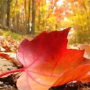 "I Love You Because"-1.Classic Country 2.Island Reggae (원곡/Jim Reeves) 이미지