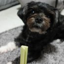 노블덴탈 네이버블로그