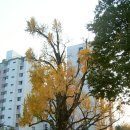 ★ 서울에서 가장 오래되고 아름다운 은행나무를 만나다 ~ 방학동 은행나무 (나무 주변 명소들) 이미지