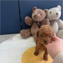 버디독강아지분양안심분양센터 - 김포시 김포한강4로 521 | 버디독강아지분양안심분양센터