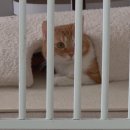 [ 헤이 플러피 , hey! fluffy ] 미니 캐처 월포켓 / 홀더 / 고양이 장난감 보관함 / 고양이 장난감 정리...