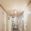 스테이나무 이미지