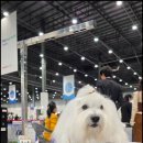 유어펫 라운지 강아지분양 이미지