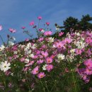 좋은날오후 - 고양시 일산동구 | 좋은날오후