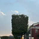 수원-1730 | 당일예약, 당일계약, 첫방문 수원 예물 [백작바이피렌체 수원] 웨딩밴드, 웨딩링 계약후기