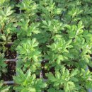 머리향기 이미지