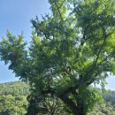 입암서원 앞 이미지