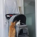 에버그린 펫 클리닉 이미지