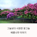 배롱나무거리 이미지