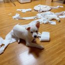 올스타동물의료센터 | [공지] 화곡역 올스타 동물병원 다녀왔어요!항문낭짯습니다