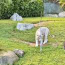 (주)골든피그엔터테인먼트 | 다낭 가족여행 가볼만한 곳 사파리 호이안 바나힐 추천