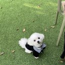 멍멍이와 숲속에서 이미지