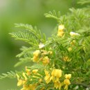 양구개느삼자생지 이미지