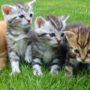 행복한우리아이 동물병원 이미지