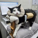 140. 고양이 FCE 편측마비 한방치료 (침치료, 레이저치료) 과천 여기로양한방동물병원 진료후기- 발병 11일