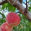 산골복숭아농장 이미지