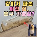 평창리비에르 앞 화장실 | 울산 동구 강아지 벽지파손 복원, 소변 오염 석고보드 교체한 이유