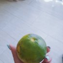 엠알렌트카여행사 이미지