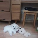 연서 동물병원 이미지