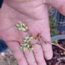 메가블루 블루베리 이미지