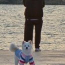 깡촌강쥐 이미지