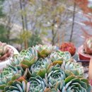 폴켓