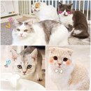 701아를고양이카페(cat in the art) | 하남고양이카페 :: 하남풍산역 데이트코스, 701아를고양이카페 cat in the art