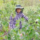 정진석농장 이미지