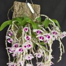 Dendrobium Amy Manago ' Sun Bin' 이미지