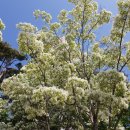 평화양로원 | 『월든』을 읽고