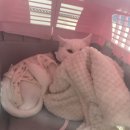 해피올동물병원 이미지