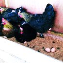 풀천지농장 이미지