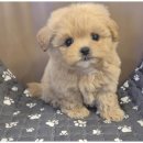 도그마루 동물병원 이미지