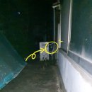 비트켄넬 | 고양이 탐정 후기 / 1층 주택에서 가출한지 이틀 차 코숏 먼치킨 믹스 - 강원 춘천시 퇴계동