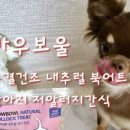 도그마캣용인