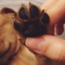 나는댕댕이다 이미지