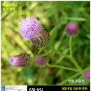 5월 9일. 한국의 탄생화와 부부 사랑 / 지칭개, 곰취, 뽀리뱅이, 개보리뺑이, 봄망초 등 이미지