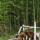 대숲사이 이미지