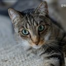 김대일동물병원 - 평택시 경기대로 1511 | 김대일동물병원