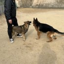 개두방정 이미지