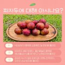 서우농장 | 여름 제철 과일 피자두 은채와 서우네에서 먹은 후기