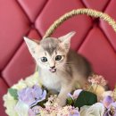 도그마루 강아지 고양이 천안아산점 이미지