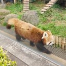 고릴라소프트 - 부평구 | 🐼 도쿄 우에노 동물원 솔직 후기 (아이랑 가기 좋음)