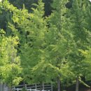 순정목장 이미지