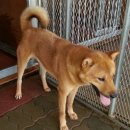 청주진도견연구소 이미지